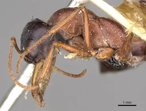 Myrmecia cephalotes specimen CASENT0914028 image casent0914028_3