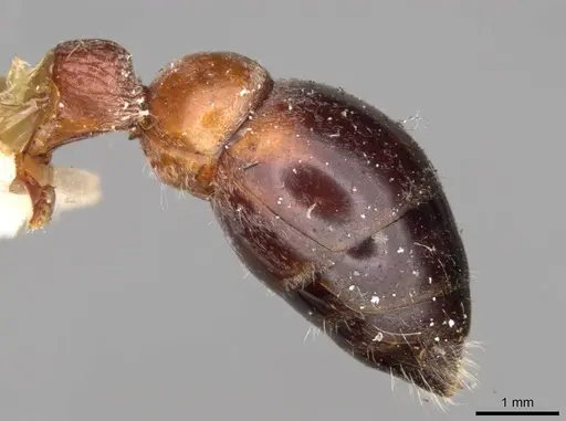 Myrmecia cephalotes specimen CASENT0914028 image casent0914028_4