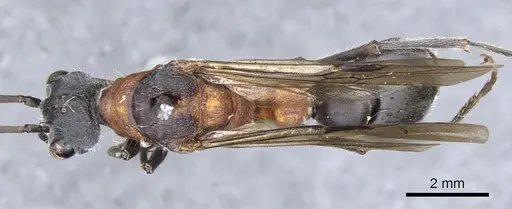 Myrmecia chasei specimen CASENT0903663 image casent0903663_1