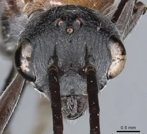 Myrmecia chasei specimen CASENT0903663 image casent0903663_2