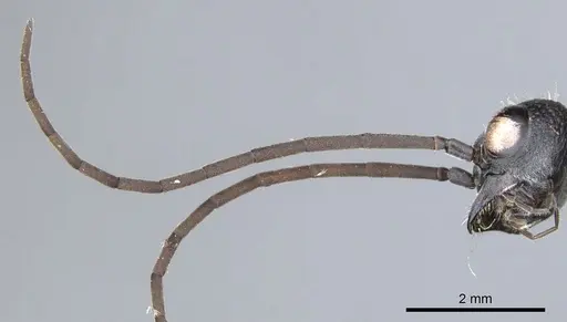 Myrmecia chasei specimen CASENT0903663 image casent0903663_3