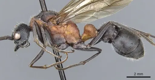 Myrmecia chasei specimen CASENT0903663 image casent0903663_4