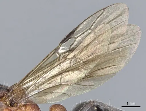 Myrmecia chasei specimen CASENT0903663 image casent0903663_5
