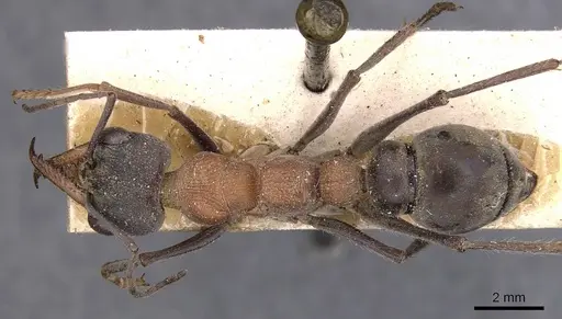 Myrmecia chasei specimen CASENT0907076 image casent0907076_1