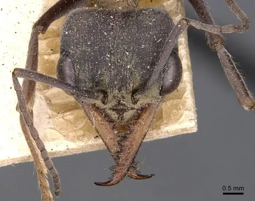 Myrmecia chasei specimen CASENT0907076 image casent0907076_2