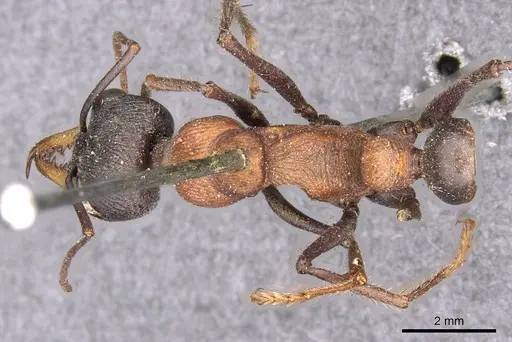 Myrmecia chasei specimen CASENT0907091 image casent0907091_1