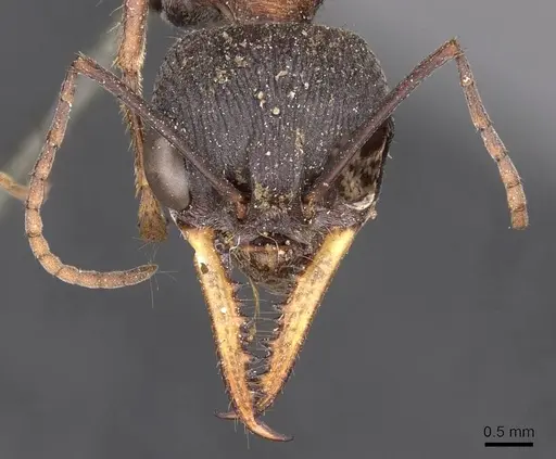 Myrmecia chasei specimen CASENT0907091 image casent0907091_2