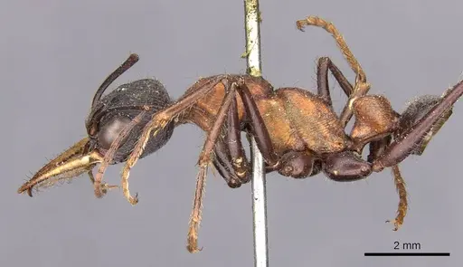 Myrmecia chasei specimen CASENT0907091 image casent0907091_3