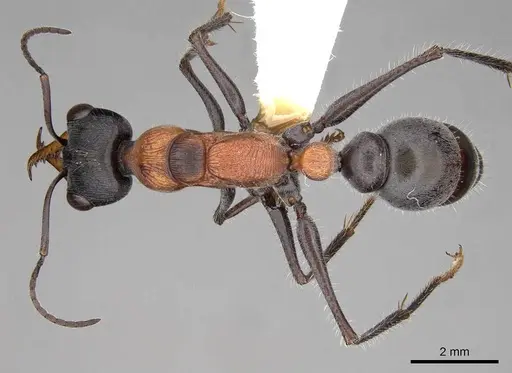 Myrmecia chasei specimen CASENT0914309 image casent0914309_1