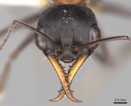 Myrmecia chasei specimen CASENT0914309 image casent0914309_2