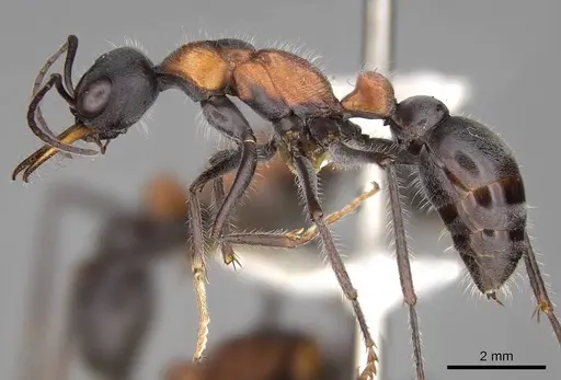 Myrmecia chasei specimen CASENT0914309 image casent0914309_3