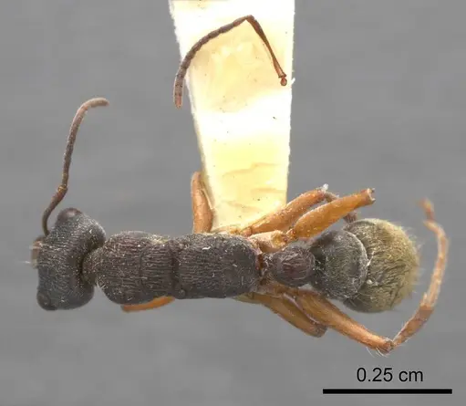 Myrmecia chrysogaster specimen ANTWEB1008279 image antweb1008279_1