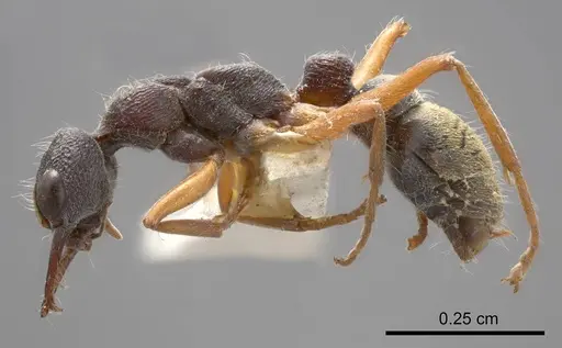 Myrmecia chrysogaster specimen ANTWEB1008279 image antweb1008279_2