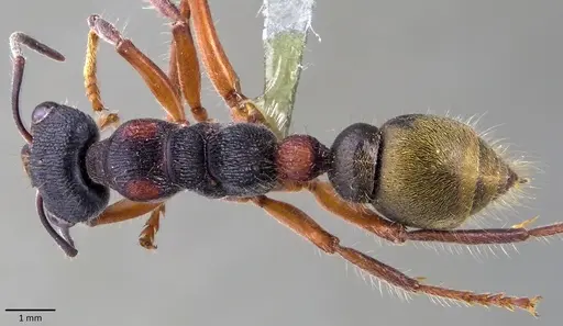 Myrmecia chrysogaster specimen ANTWEB1041865 image antweb1041865_1