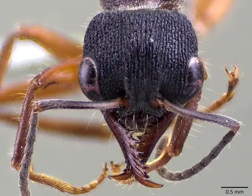 Myrmecia chrysogaster specimen ANTWEB1041865 image antweb1041865_2