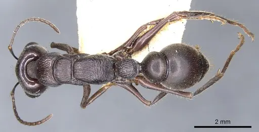 Myrmecia clarki specimen CASENT0902810 image casent0902810_1