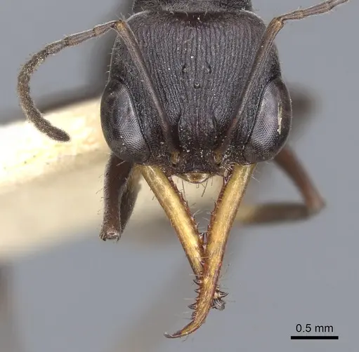 Myrmecia clarki specimen CASENT0902810 image casent0902810_2