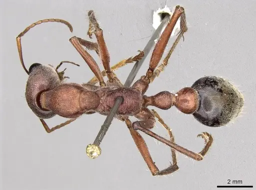 Myrmecia comata specimen CASENT0914016 image casent0914016_1