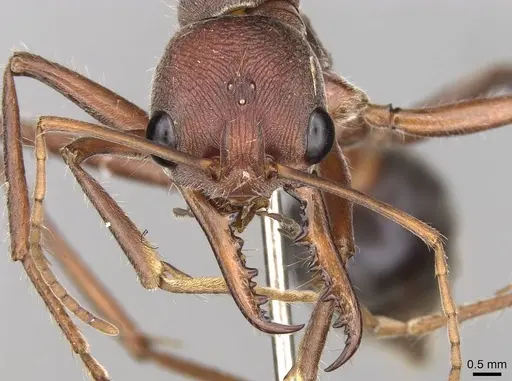 Myrmecia comata specimen CASENT0914016 image casent0914016_2