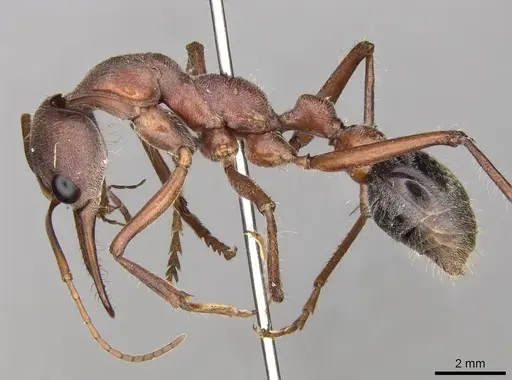 Myrmecia comata specimen CASENT0914016 image casent0914016_3
