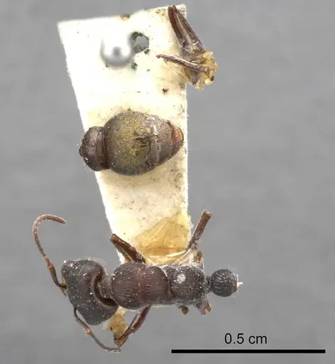 Myrmecia cydista specimen ANTWEB1008280 image antweb1008280_1