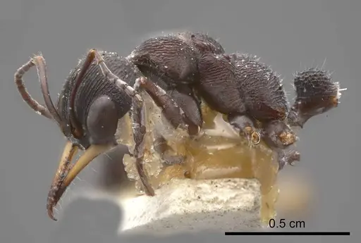 Myrmecia cydista specimen ANTWEB1008280 image antweb1008280_2