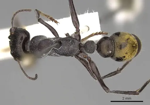Myrmecia cydista specimen CASENT0914310 image casent0914310_1