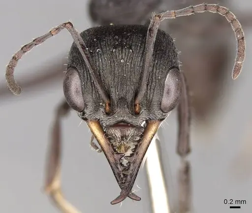 Myrmecia cydista specimen CASENT0914310 image casent0914310_2