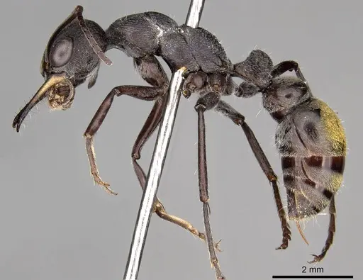 Myrmecia cydista specimen CASENT0914310 image casent0914310_3
