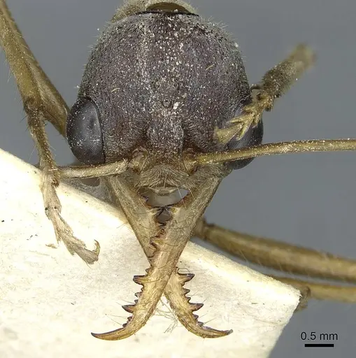 Myrmecia desertorum specimen CASENT0912436 image casent0912436_2