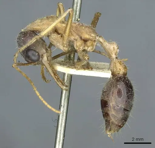 Myrmecia desertorum specimen CASENT0912436 image casent0912436_3