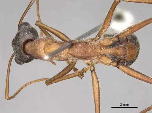 Myrmecia desertorum specimen CASENT0914023 image casent0914023_1