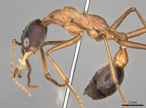 Myrmecia desertorum specimen CASENT0914023 image casent0914023_3