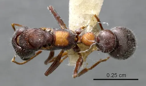 Myrmecia dichospila specimen ANTWEB1008209 image antweb1008209_1