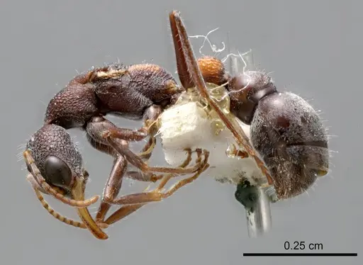 Myrmecia dichospila specimen ANTWEB1008209 image antweb1008209_2