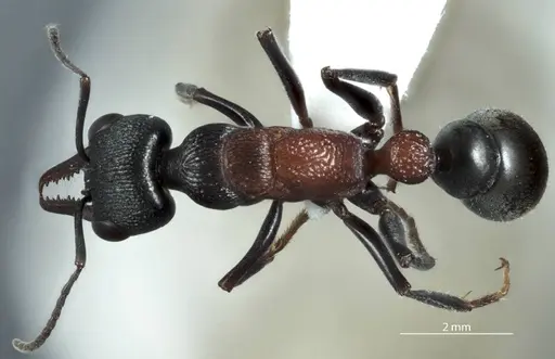Myrmecia dispar specimen JDM32-002441 image jdm32-002441_1