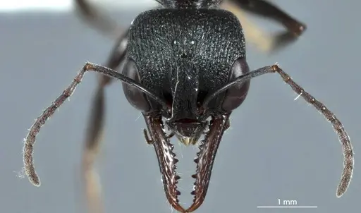 Myrmecia dispar specimen JDM32-002441 image jdm32-002441_2
