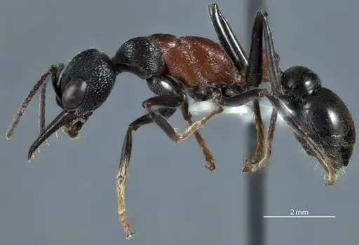 Myrmecia dispar specimen JDM32-002441 image jdm32-002441_3
