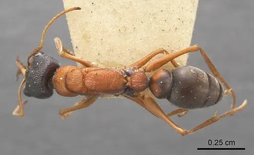 Myrmecia elegans specimen ANTWEB1008282 image antweb1008282_1
