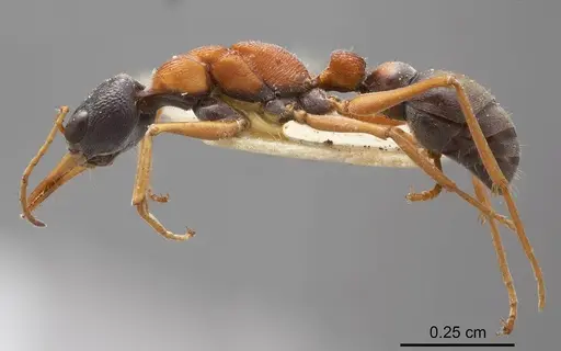 Myrmecia elegans specimen ANTWEB1008282 image antweb1008282_2