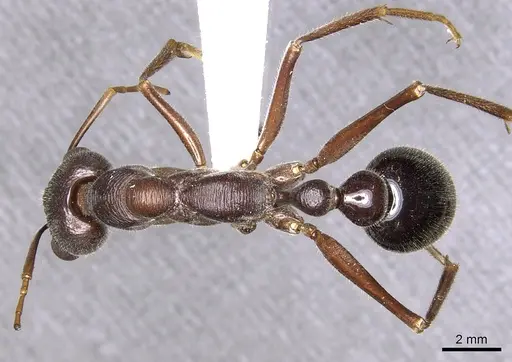 Myrmecia erecta specimen CASENT0902793 image casent0902793_1