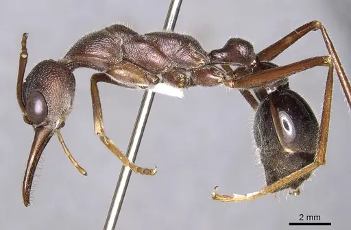 Myrmecia erecta specimen CASENT0902793 image casent0902793_3