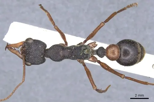 Myrmecia esuriens specimen CASENT0902798 image casent0902798_1