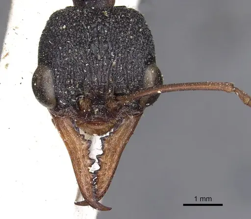 Myrmecia esuriens specimen CASENT0902798 image casent0902798_2