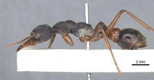 Myrmecia esuriens specimen CASENT0902798 image casent0902798_3