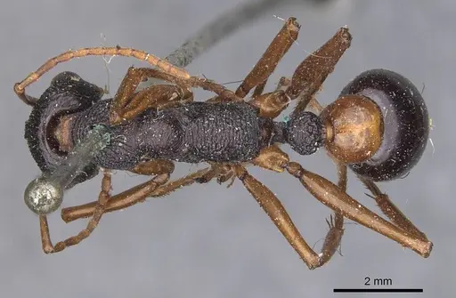 Myrmecia esuriens specimen CASENT0907077 image casent0907077_1