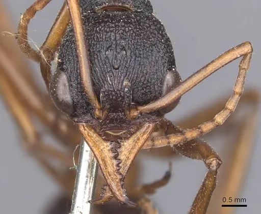 Myrmecia esuriens specimen CASENT0907077 image casent0907077_2