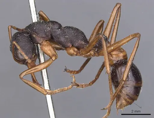 Myrmecia esuriens specimen CASENT0907077 image casent0907077_3