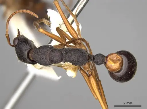 Myrmecia esuriens specimen CASENT0914027 image casent0914027_1