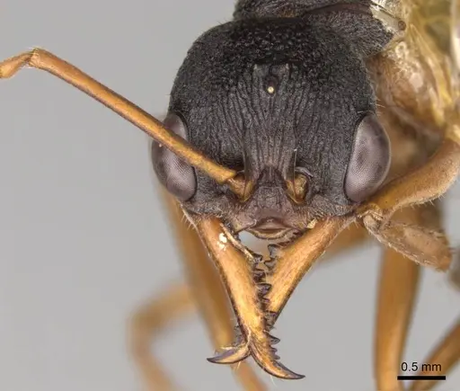 Myrmecia esuriens specimen CASENT0914027 image casent0914027_2